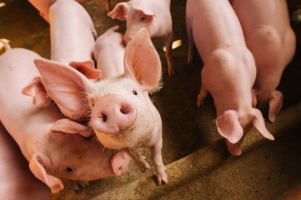 Zakwaszacze w diecie zwierząt hodowlanych – dlaczego warto je stosować?