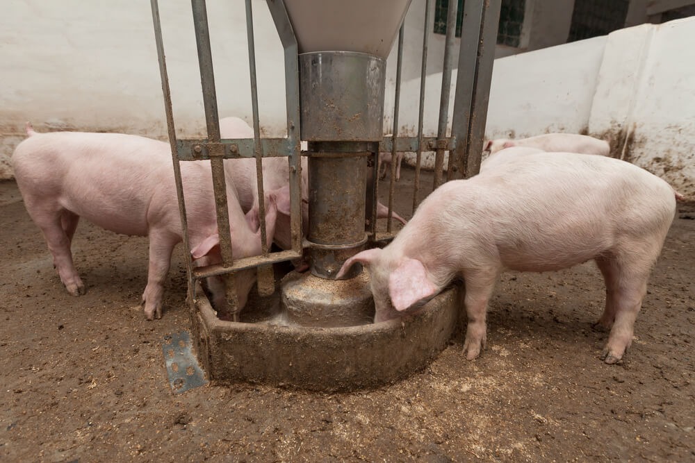 Olej sojowy – dlaczego warto uwzględnić go w żywieniu zwierząt hodowlanych? 