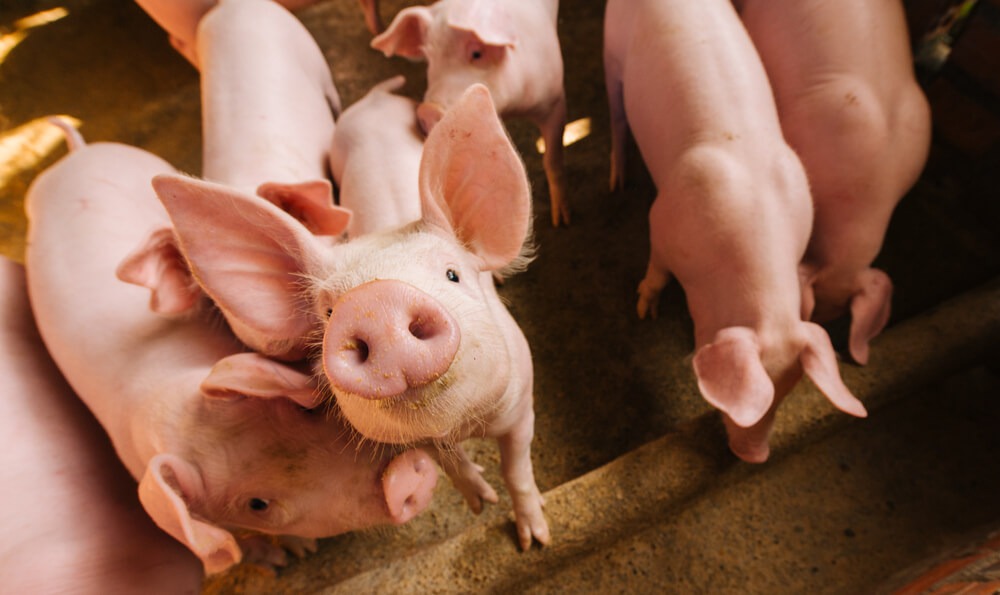 Zakwaszacze w diecie zwierząt hodowlanych – dlaczego warto je stosować?